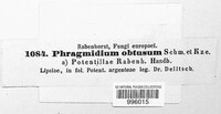 Phragmidium fragariae image